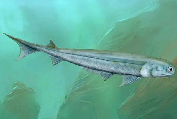 Acanthodes 01