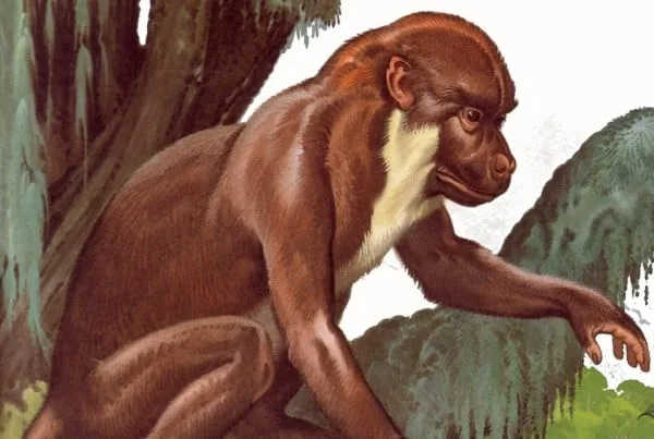 Aegyptopithecus 01