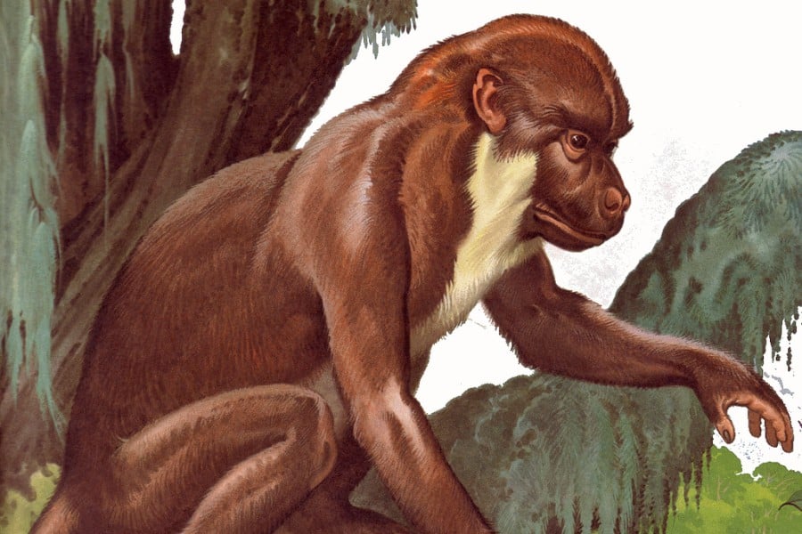 Aegyptopithecus 01