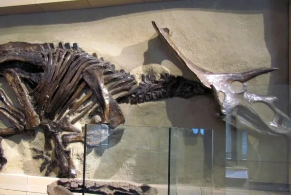 Anchiceratops 01