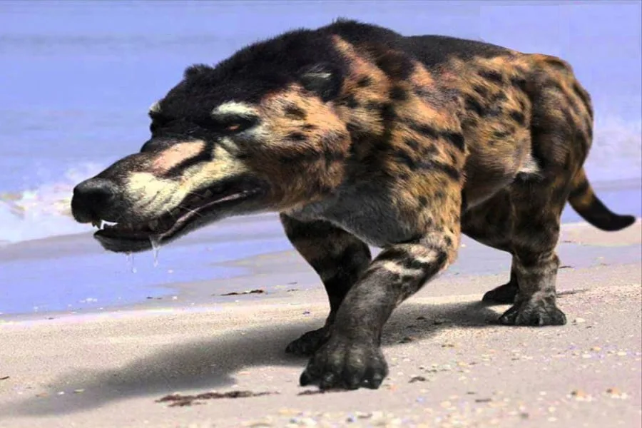 Andrewsarchus 01