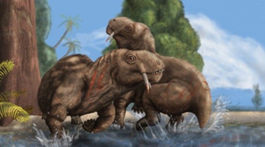 Anomocephalus 01