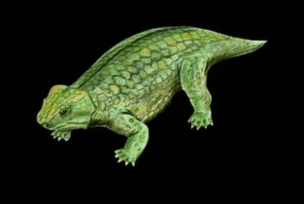 Anthodon 01