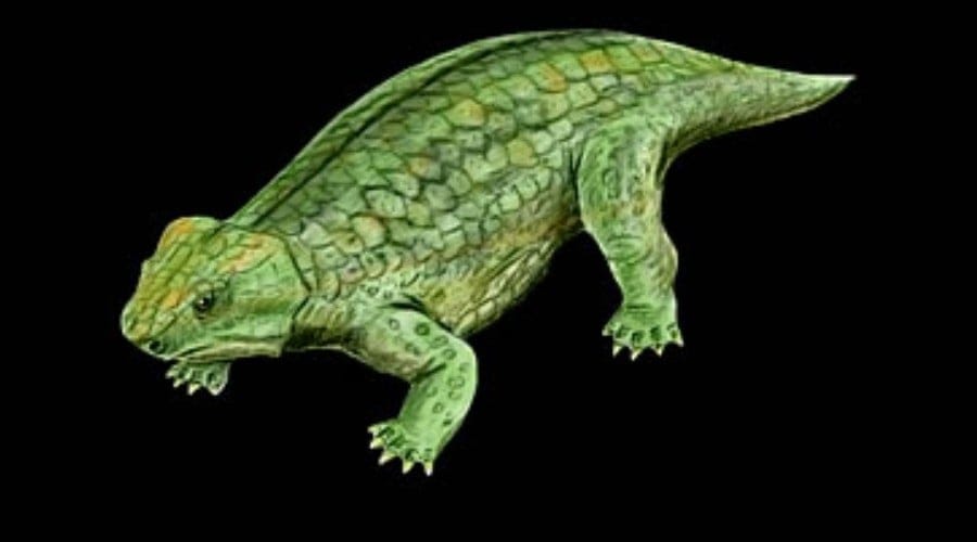 Anthodon 01