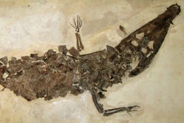 Borealosuchus 01