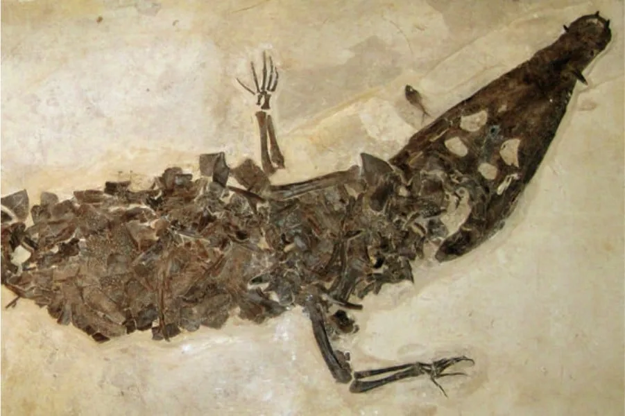 Borealosuchus 01