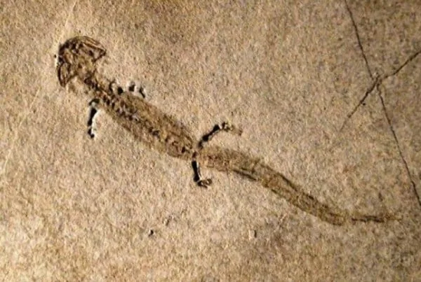 Branchiosaurus 01