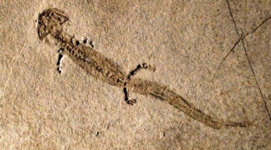 Branchiosaurus 01
