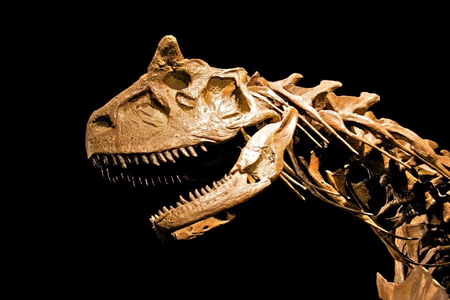Carnotaurus | Amigos de los Dinosaurios y la Paleontología