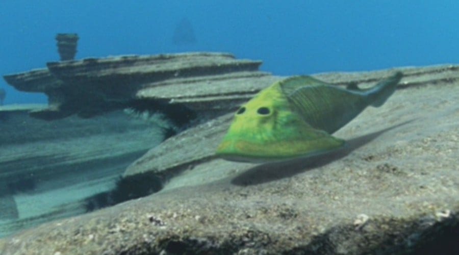 Cephalaspis 01