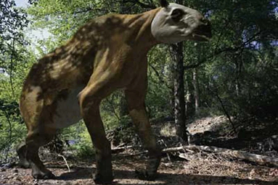 Chalicotherium 01