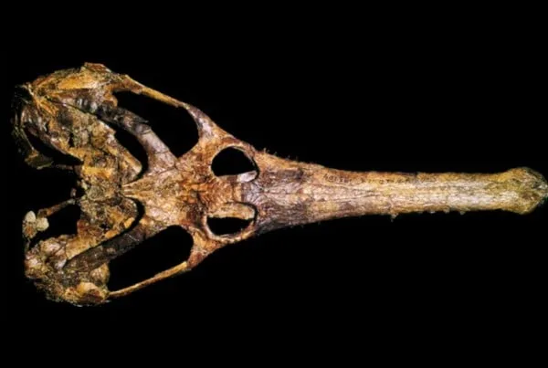 Choristodera 01