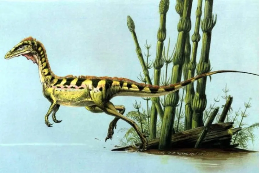 Coelurus 01