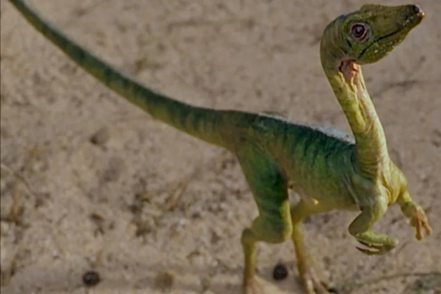Compsognathus 01