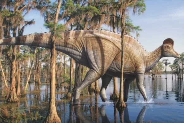 Corythosaurus 01