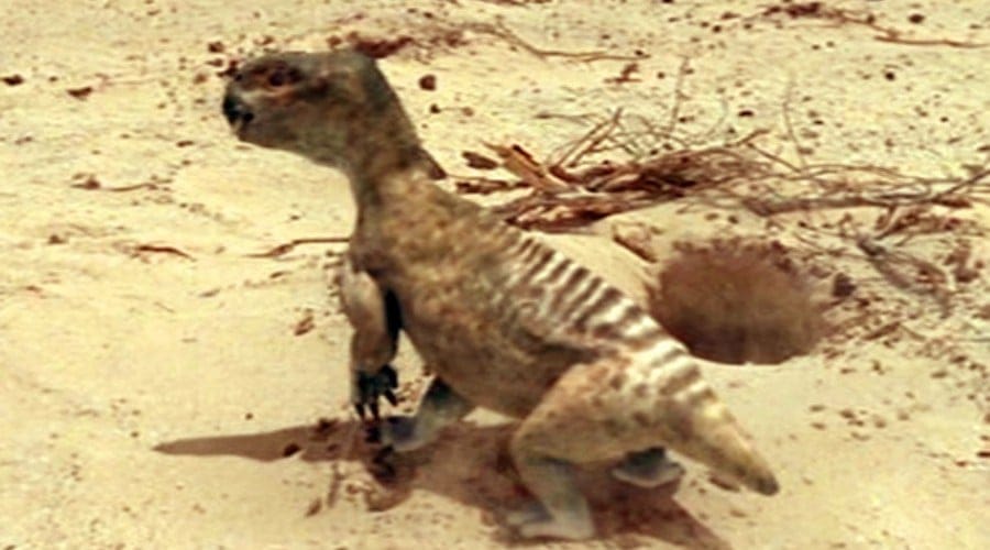 Diictodon 01