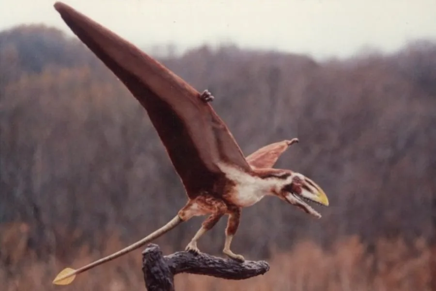 Dimorphodon 01