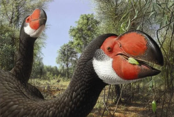 Dromornis Stirtoni 01