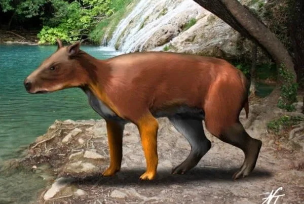 Elomeryx 01