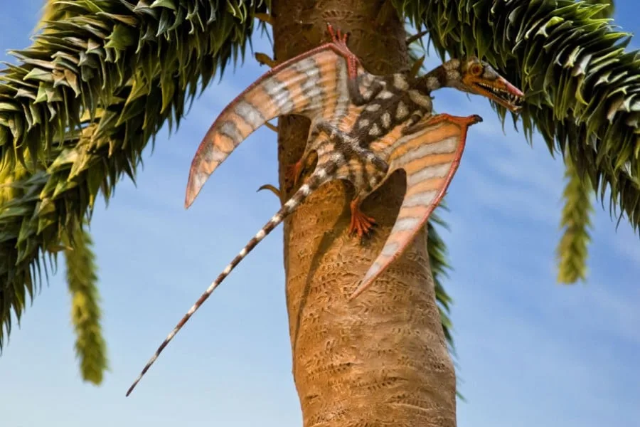 Eudimorphodon 01