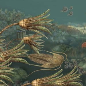Fauna Carbonífero ID