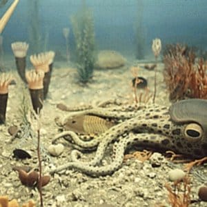 Fauna Ordovícico ID