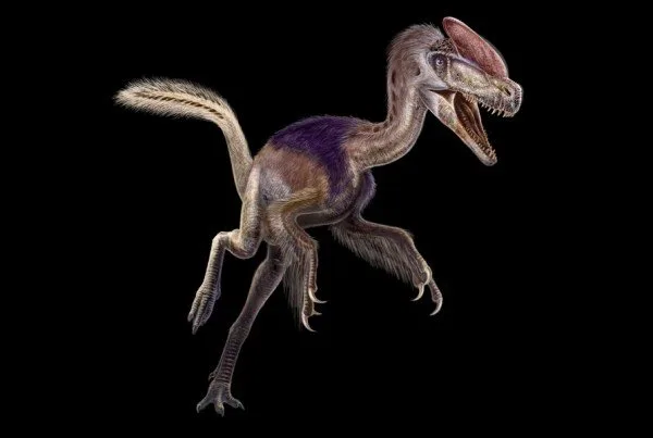 Guanlong 01