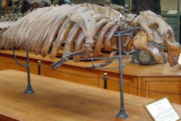 Halitherium 01