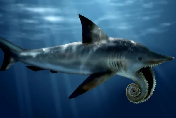 Helicoprion 01