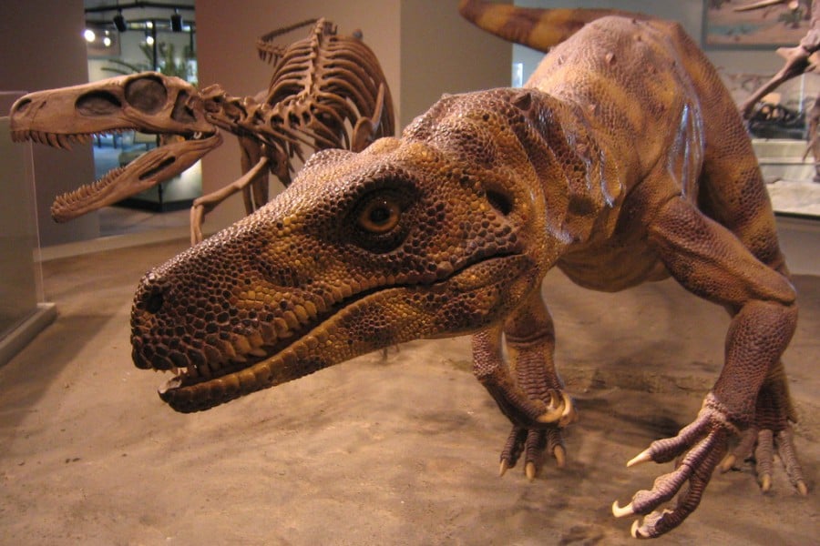 Herrerasaurus 01