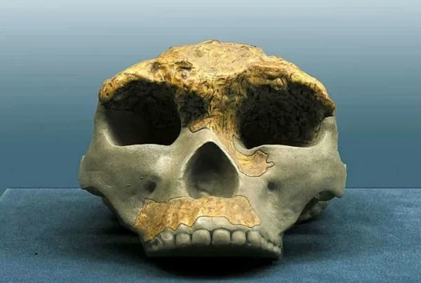Homo Erectus 01