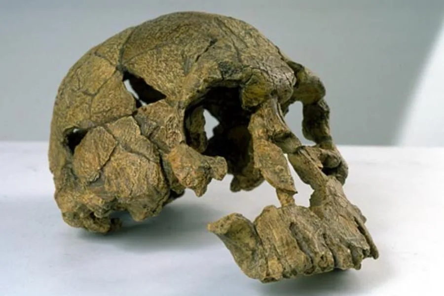 Homo Habilis 01