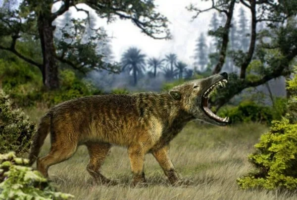 Hyaenodon 01