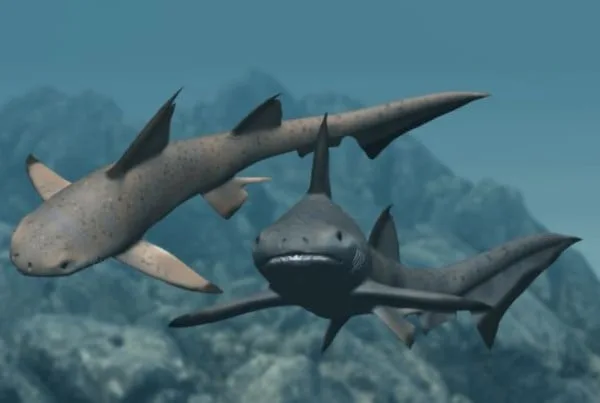 Hybodus 01