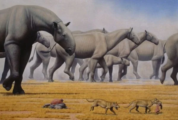Indricotherium 01