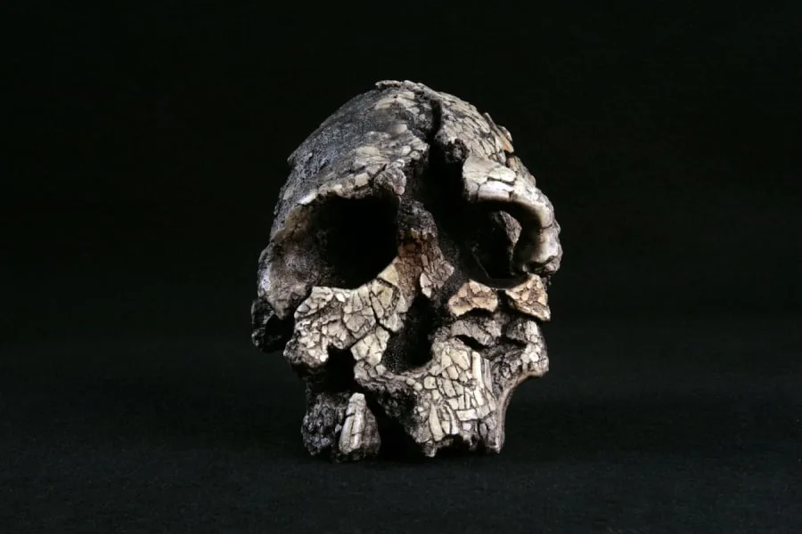 Kenyanthropus 01