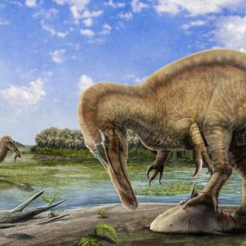 Deinosuchus | Amigos de los Dinosaurios y la Paleontología