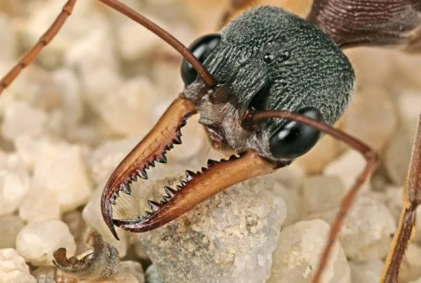 La Hormiga Dinosaurio 01