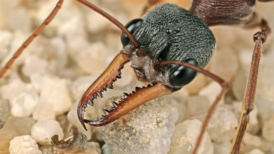 La Hormiga Dinosaurio 01