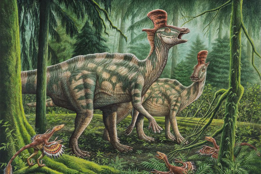 Lambeosaurus 01