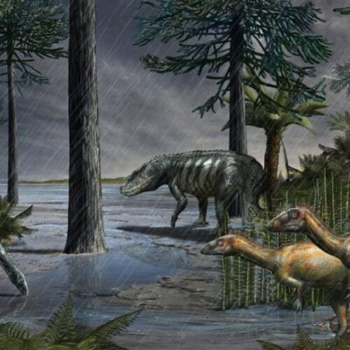 Cameroceras | Amigos de los Dinosaurios y la Paleontología