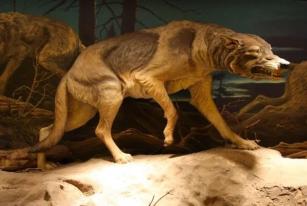 Lobo Gigante 01