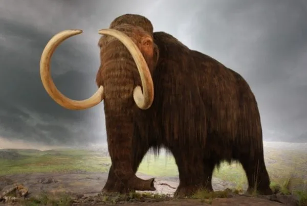 Mamut 01