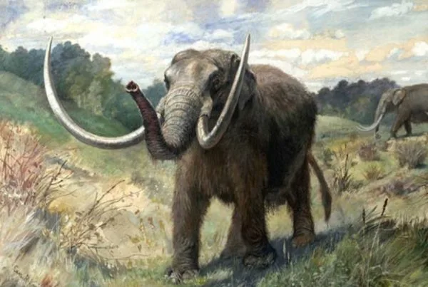 Mastodonte Americano 01