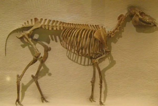 Mesohippus 01