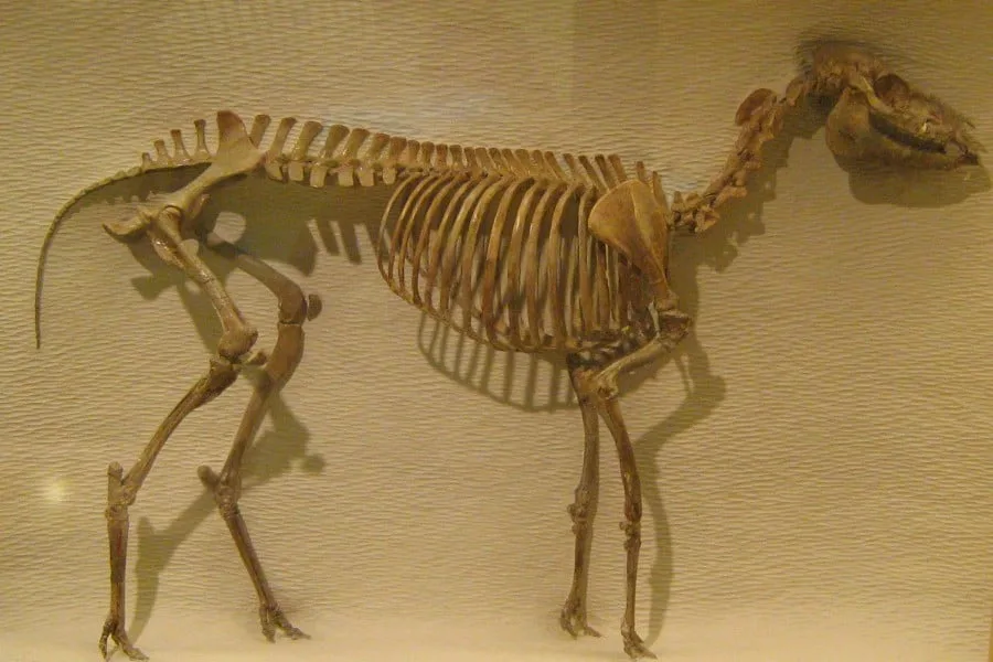 Mesohippus 01