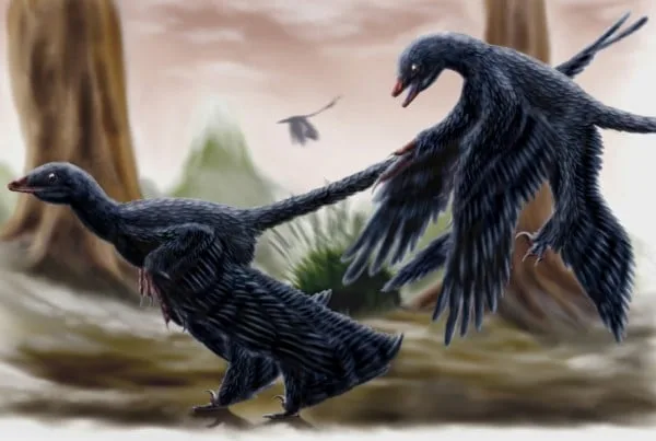 Microraptor 01