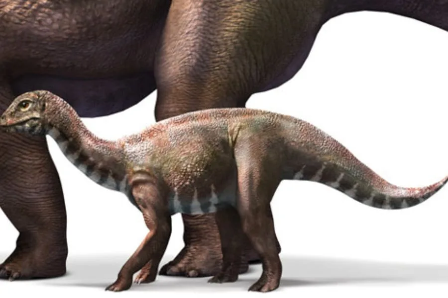 Mussaurus 01