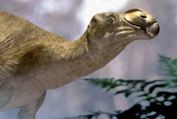 Muttaburrasaurus 01