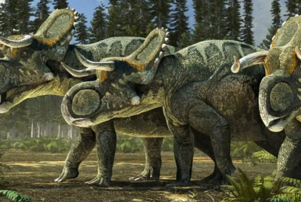 Nasutoceratops 01